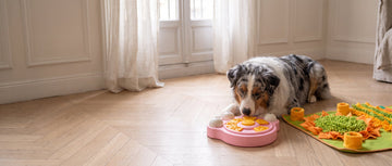 Signs your dog is bored, and what actually fixes it