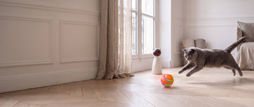How long can you leave a cat alone?