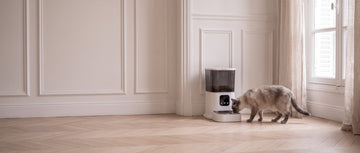 Automatic pet feeders: what to look for before you buy