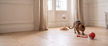 How to build an afternoon routine for an indoor cat