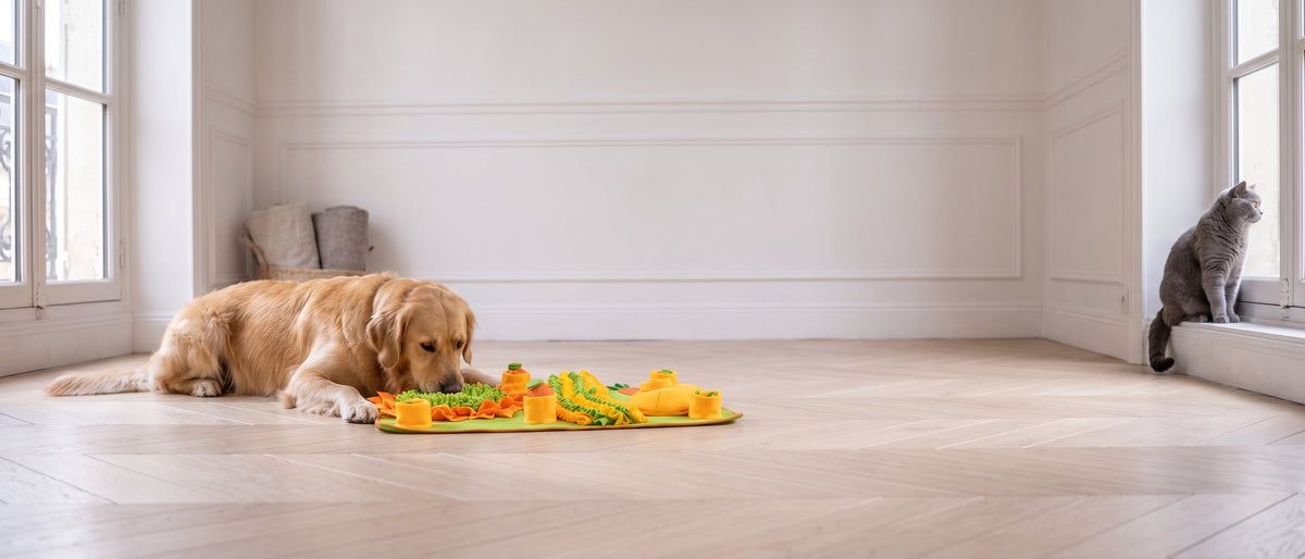 Un golden retriever s'affaire sur un tapis de fouille dans un salon vide pendant qu'un chat observe depuis le rebord de la fenêtre